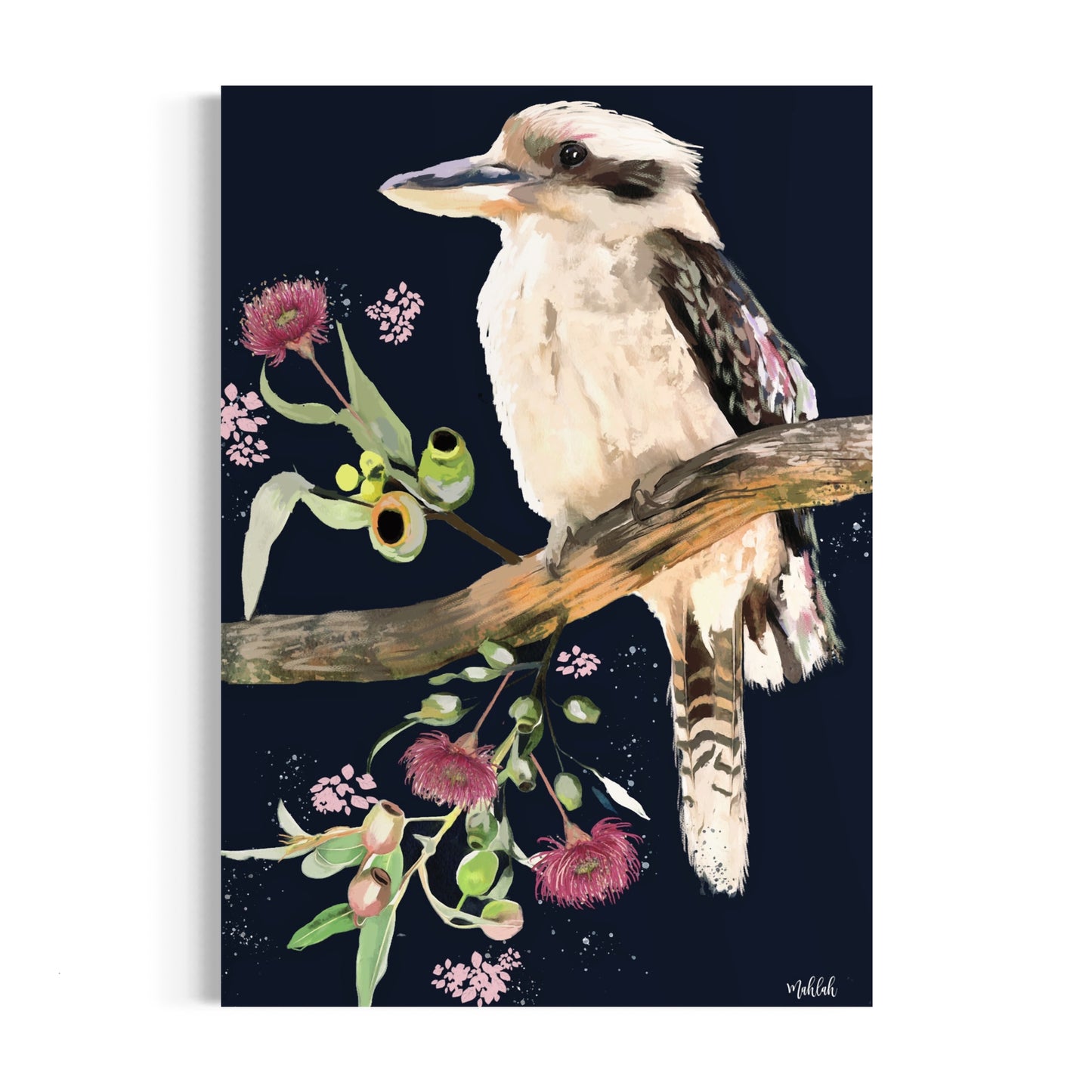 A2 Kookaburra Branch