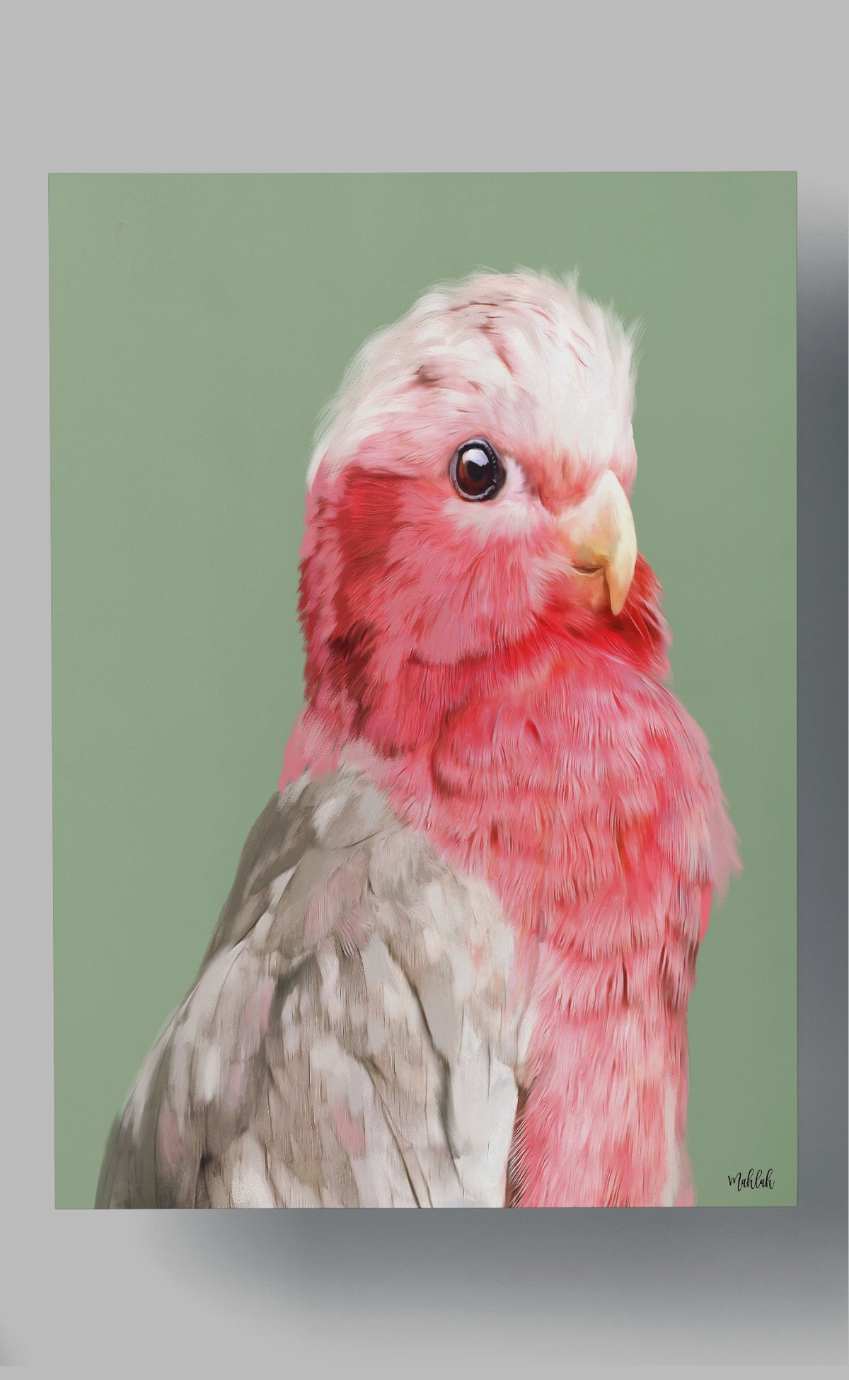 A3 Regal Galah Print 300gsm