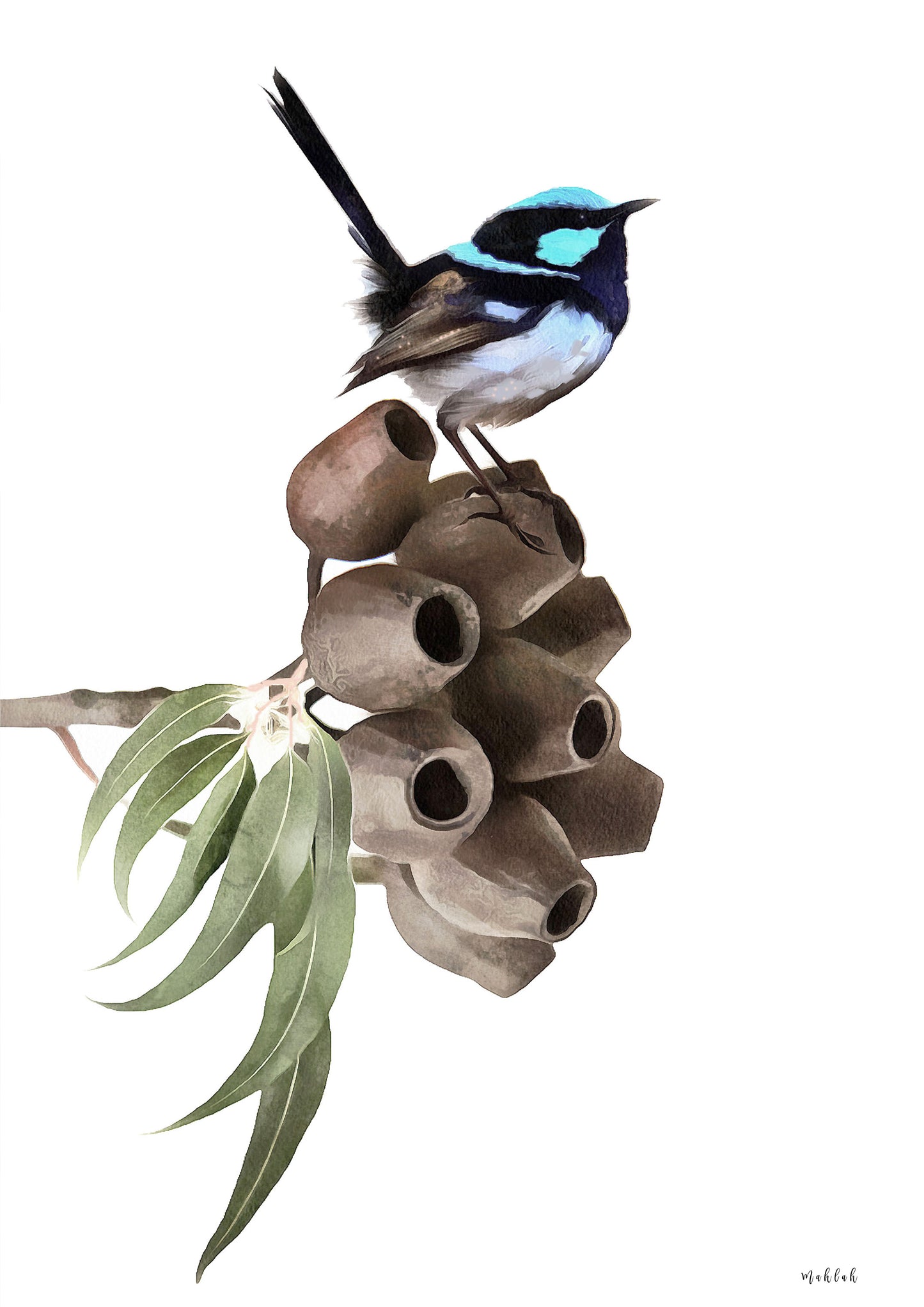 Blue wren Print