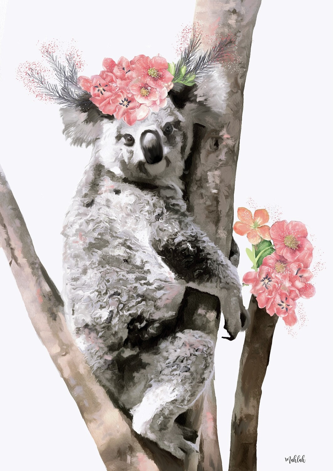 Karri koala